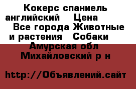 Кокерс спаниель английский  › Цена ­ 4 500 - Все города Животные и растения » Собаки   . Амурская обл.,Михайловский р-н